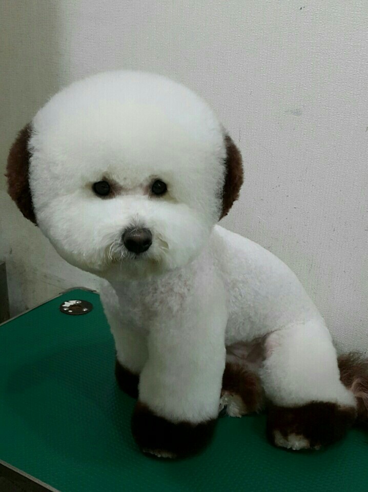 중앙애견미용학원 이미지