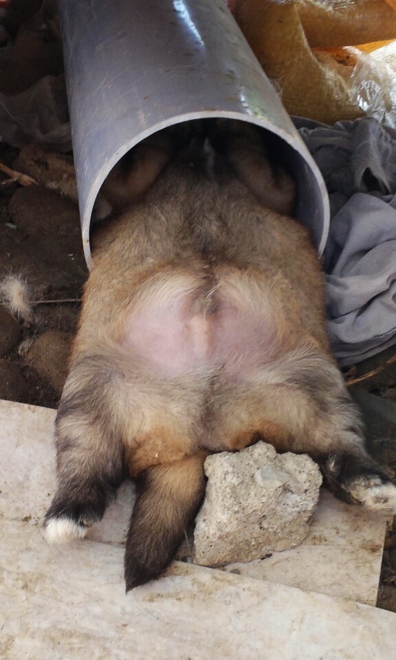 곰순이 이미지