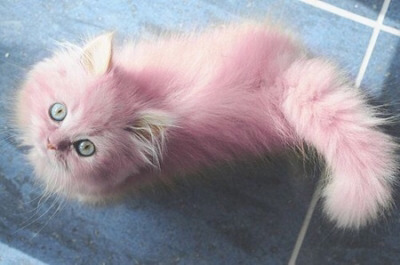 Tumblr : #cat #pink | 인스티즈