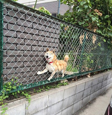 바바 이미지