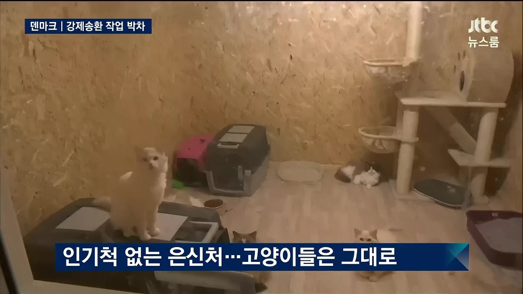 정유라키우는고양이들 | 인스티즈