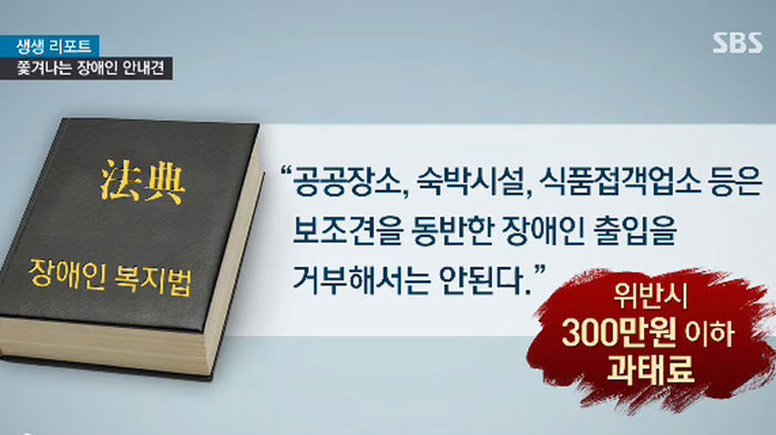 시각장애인 안내견을 대하는 에티켓 | 인스티즈