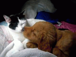 개와 고양이.gif | 인스티즈