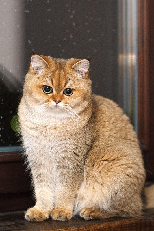 국내에는 거의 없다는 고양이 종류 | 인스티즈