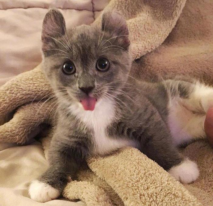 곰돌이 귀를 가진 신기한 고양이ㅠㅠㅠ.jpg | 인스티즈