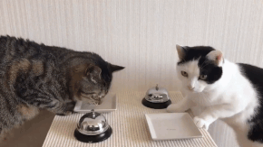 무한리필 식당에서 싫어하는 종류.gif | 인스티즈