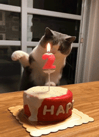 고양이의 생일.gif | 인스티즈