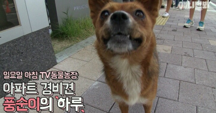 새끼는 사람한테 맡기고 아파트 경비서는 개 | 인스티즈