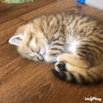 곤히 자는 새끼냥이 깨우는 어미냥이.gif (심쿵사주의) | 인스티즈