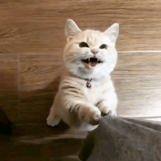 심장 조심.gif | 인스티즈