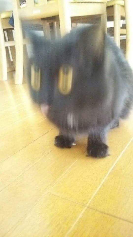 망한 고양이 사진대회 | 인스티즈