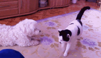 냥아지 묘성 수준.gif | 인스티즈