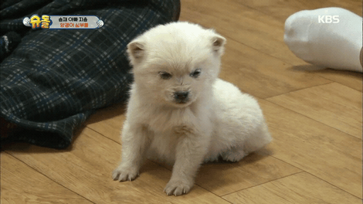 어제 슈돌에 나온 3개월된 강아지.gif | 인스티즈