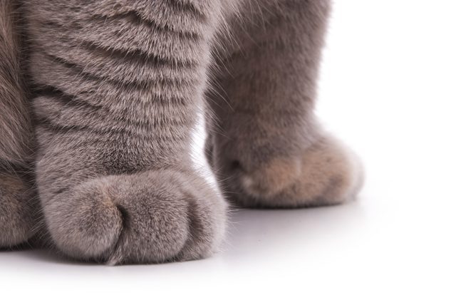 고양이 애호가들이 환장해 하는 부위 | 인스티즈