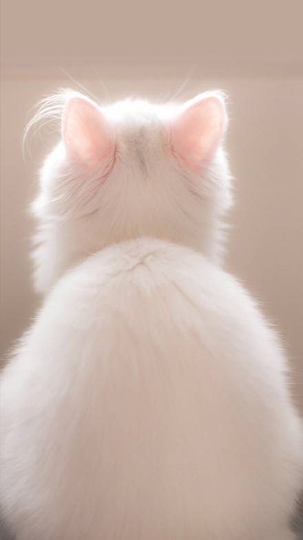 고양이 뒷모습 | 인스티즈
