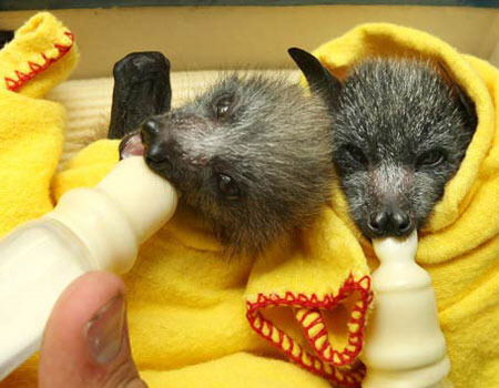 박씨가문중에 가장 귀여운 생물체.bat | 인스티즈