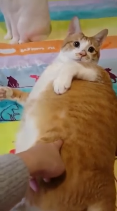 뚱냥이.jpg | 인스티즈