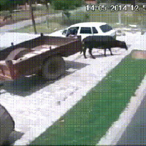 대단한 소 도둑놈..........gif | 인스티즈