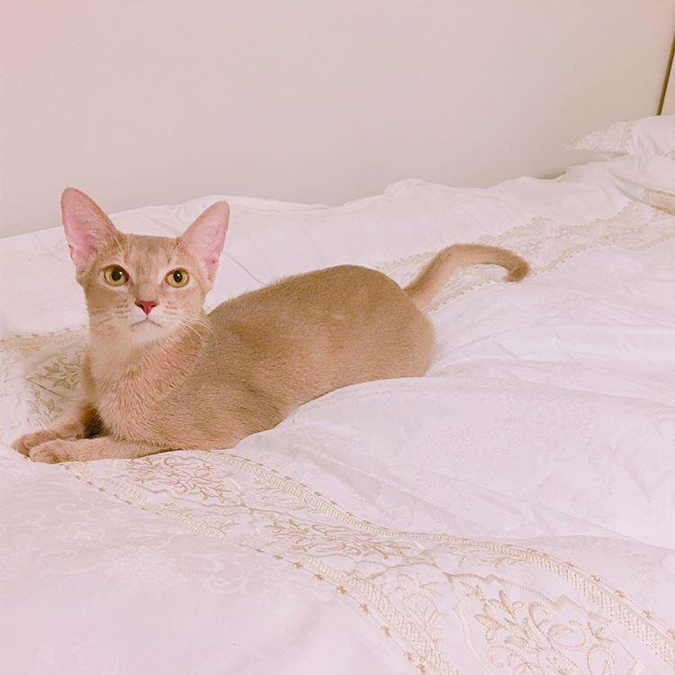 오늘자 고양이 생일파티 해준 전효성 ㅋㅋㅋㅋㅋㅋㅋㅋㅋ | 인스티즈