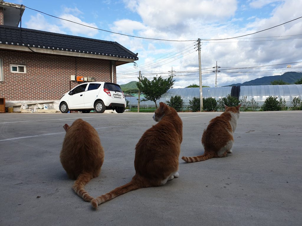 무적의 고양이 노랑이 | 인스티즈