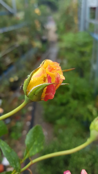 993989365BA1C4E90F8756