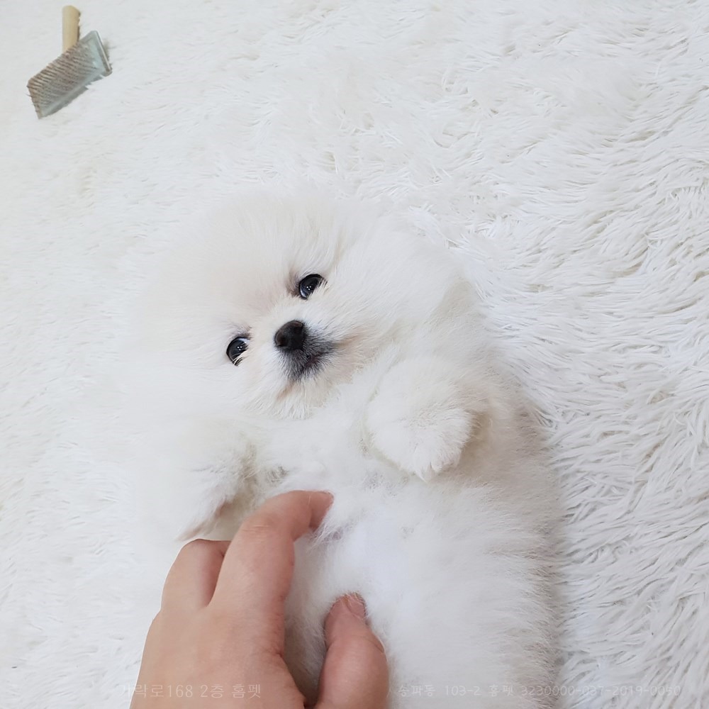 예쁘장이 이미지
