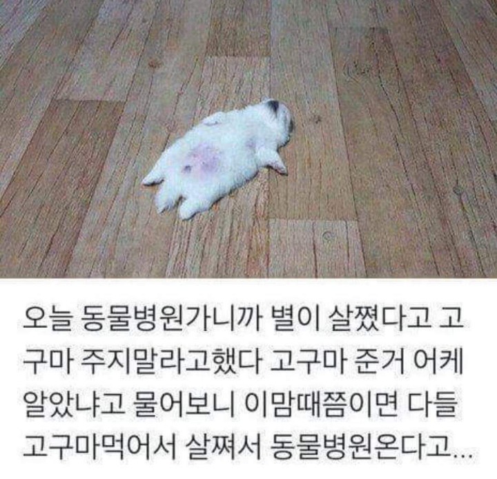 댕댕이가 살찌는 시즌 | 인스티즈