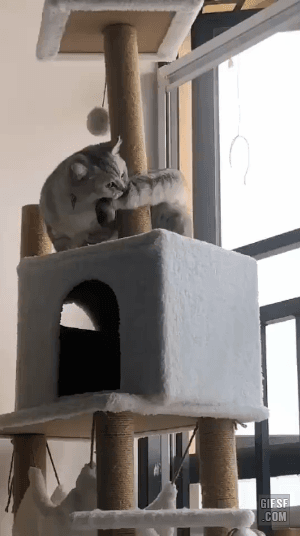 이해하기 힘든 생명체 | 인스티즈