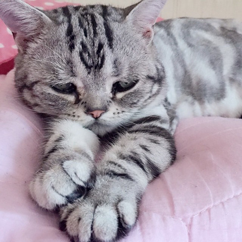 금방이라도 울 것 같은 울상 고양이 루후😿 | 인스티즈