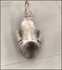복근 조지는 냥이.gif | 인스티즈