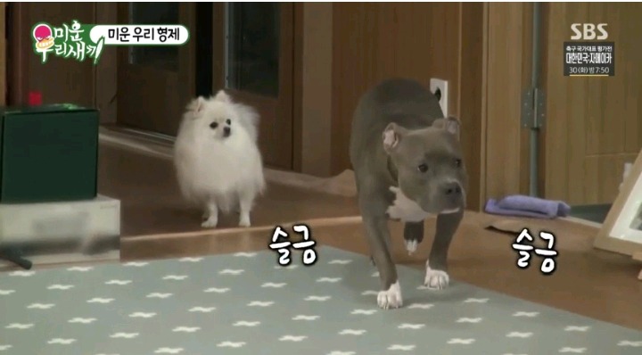 혼날까봐 눈치보는 독희 | 인스티즈