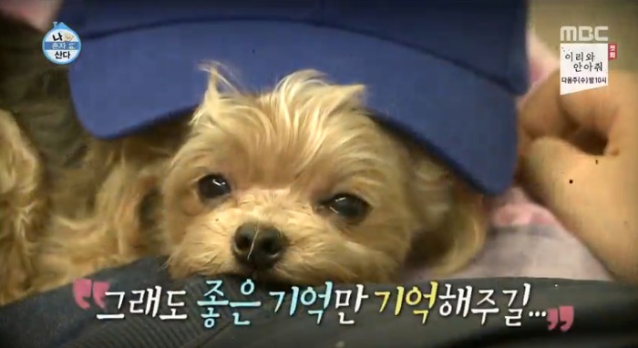 [나혼자산다] 전현무와 17살 반려견 또또 이야기.jpg | 인스티즈