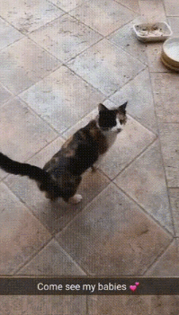 내가 자랑할게 있다옹.gif | 인스티즈