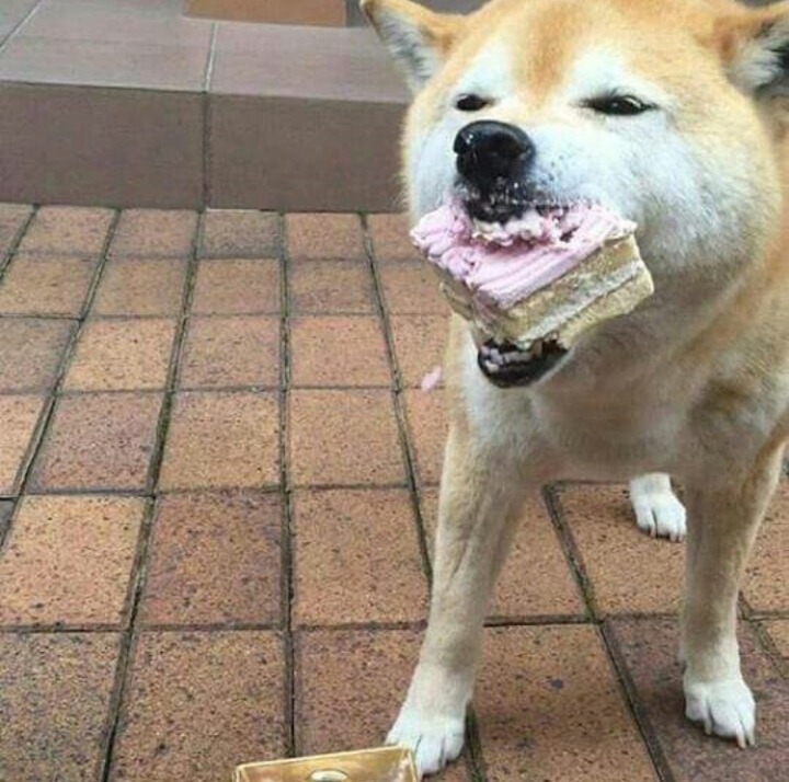 댕댕이전용 케이크를 먹은 댕댕이표정 | 인스티즈