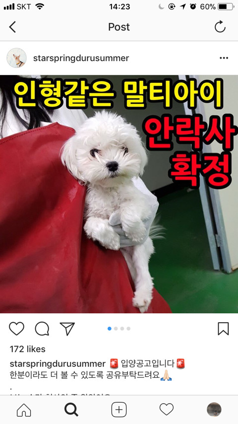 안락사 확정된 아이들 한번씩 보고가주라ㅠㅠ | 인스티즈