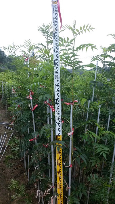 (주)희망조경 이미지