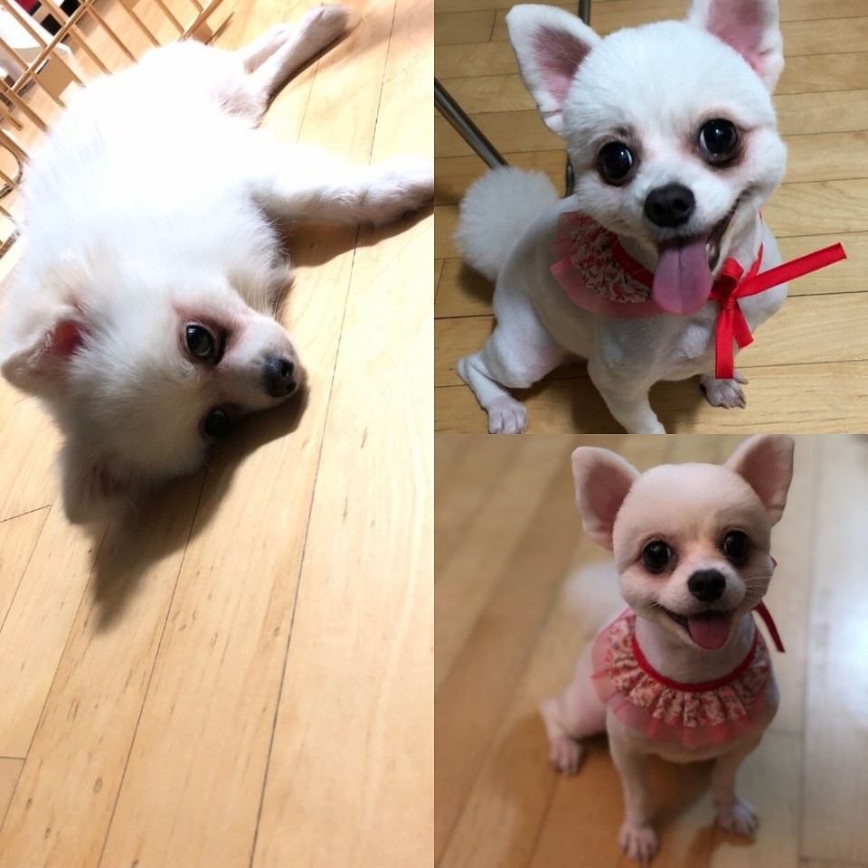 몽실이 이미지