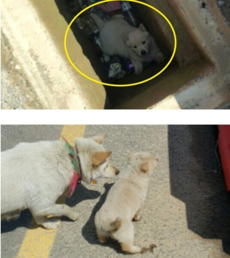 개가 따라온 이유 | 인스티즈