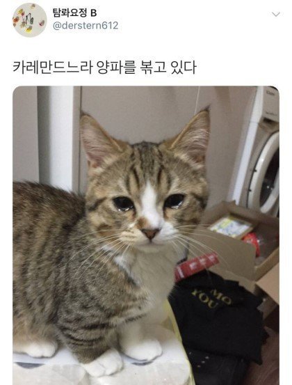 양파 써는 거 구경하던 냥이........jpg | 인스티즈