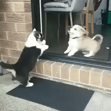 멍뭉이 친구.gif | 인스티즈