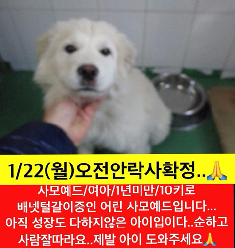 낼 안락사될 아이들 세마리 보고가줘ㅠㅠㅠ 공유라도 부탁할게 지나치지말아줘..!! | 인스티즈