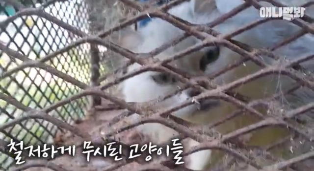 고양이 공장도 없애야됨 | 인스티즈