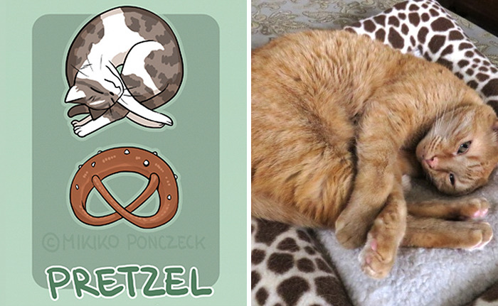 고양이들의 빵 자세 | 인스티즈