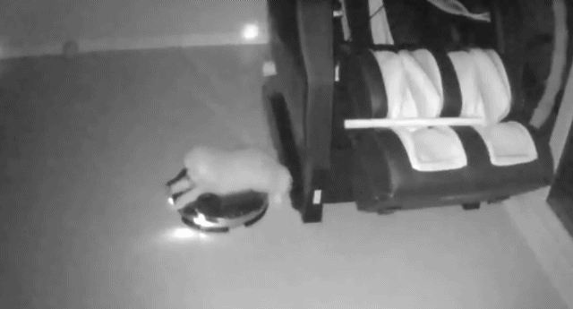 주인이 잠든 깜깜한 밤 강아지는 혼자.. | 인스티즈