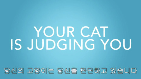 [동물] 고양이의 속마음 | 인스티즈
