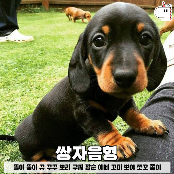 우리집 댕댕이는 곡물형! 유형별로 보는 강아지 이름♥ | 인스티즈