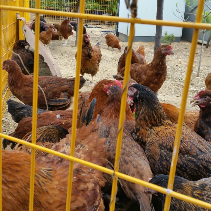 토종닭 이미지