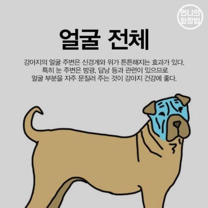 강아지 마사지 하는법 | 인스티즈