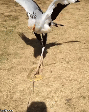 뱀들의 천적이라는 맹금류 .gif | 인스티즈
