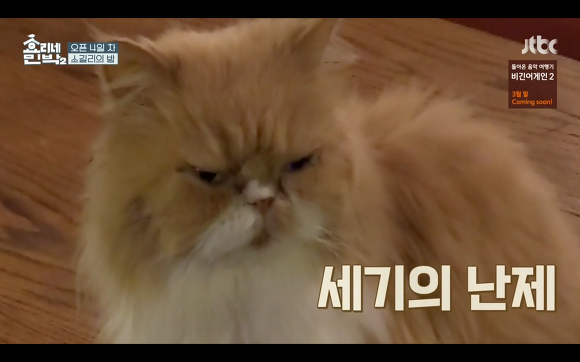[효리네민박] 윤아와 눈인사 잘해주는 고양이 삼식이ㅠㅠ.gif | 인스티즈